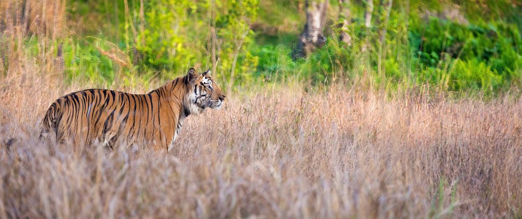Indien – auf Safari im Reich des Tigers