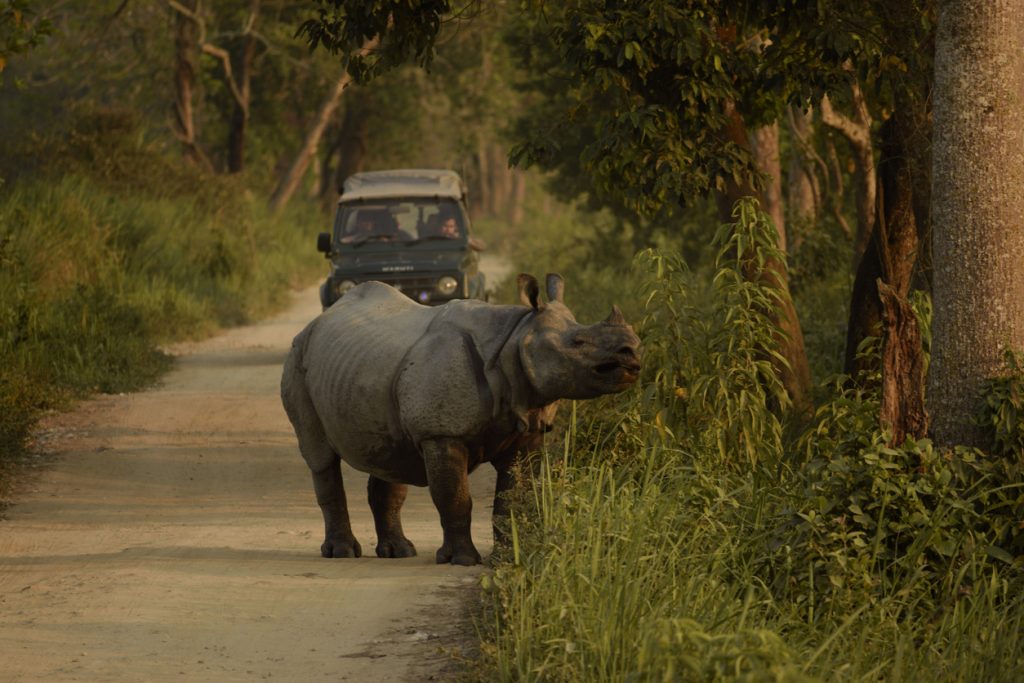 Panzernashörner im Kaziranga-Nationalpark
