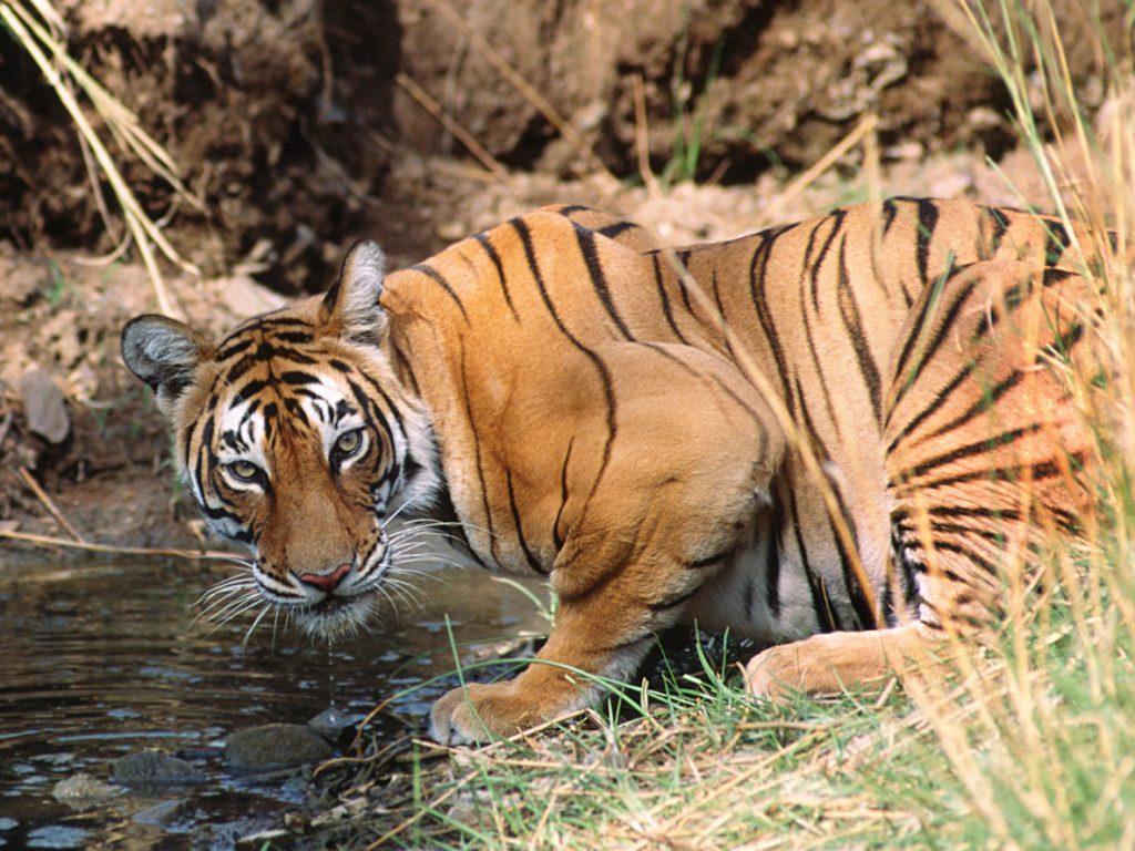 Tiger-Safaris im Ranthambore-Nationalpark
