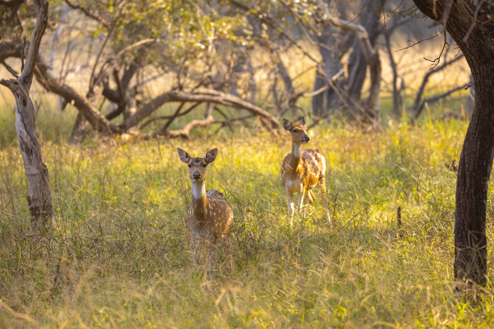 Auf den Spuren des Tigers 2