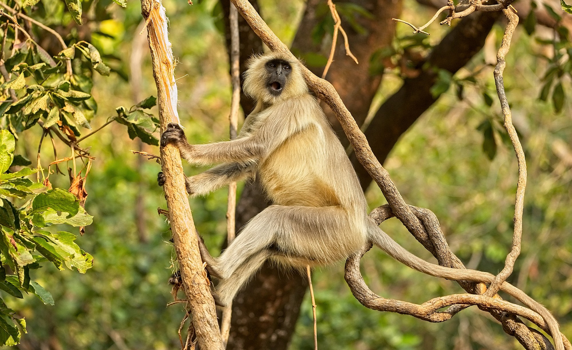 Pirsch zwischen Ruinen und Tigern 2