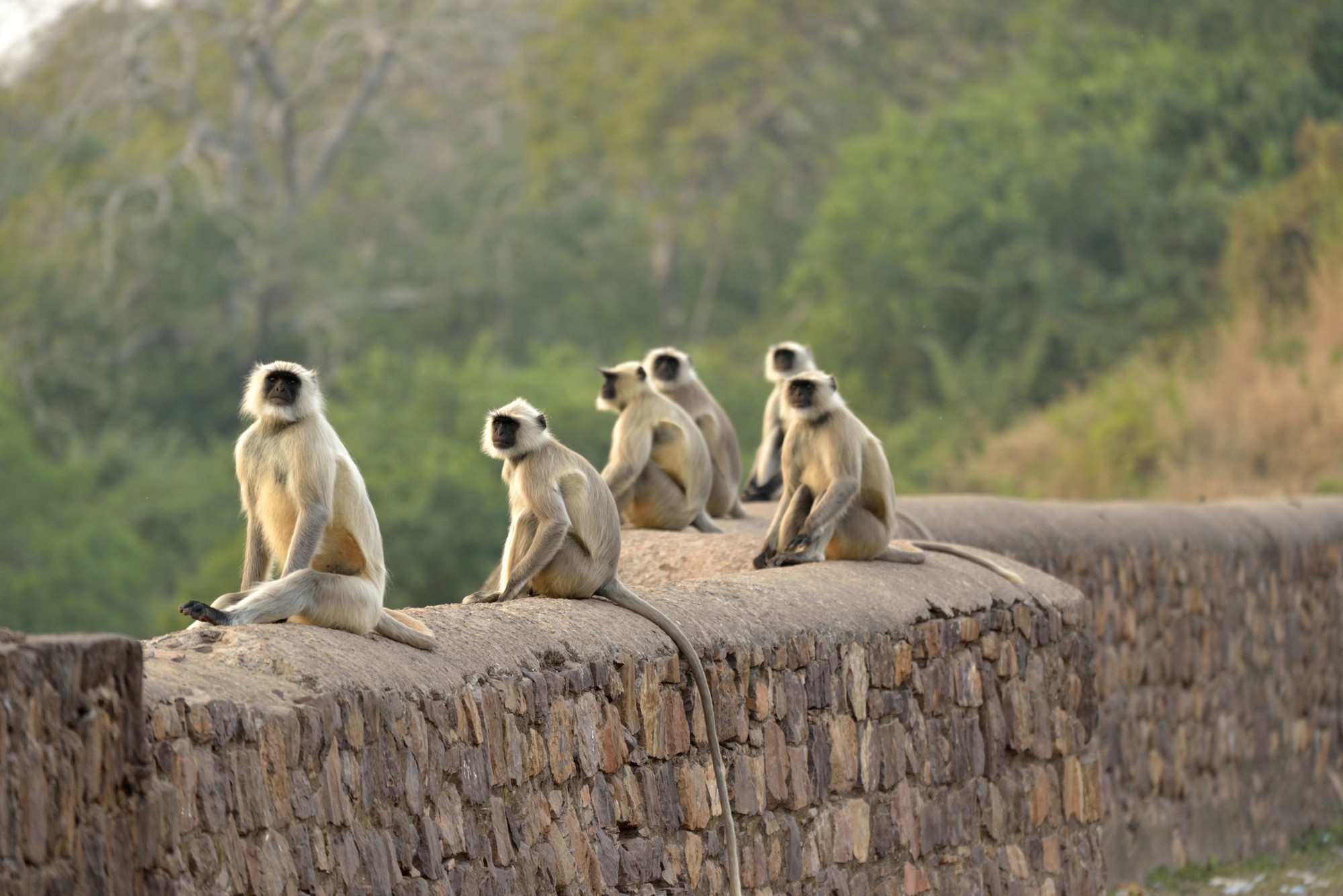 Auf den Spuren des Tigers 4