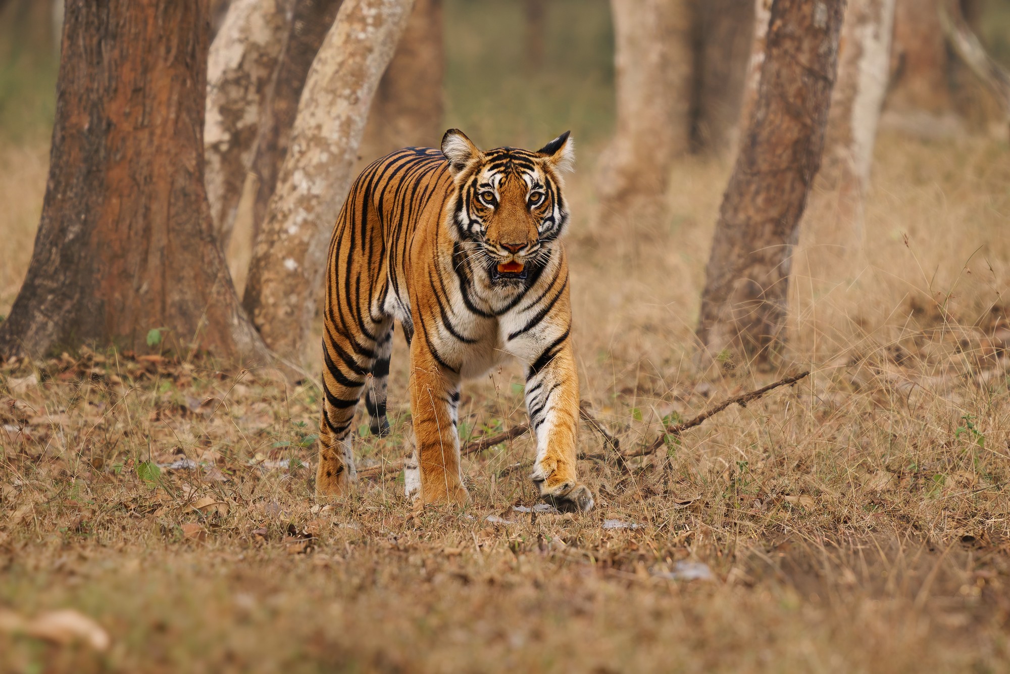 Auf den Spuren des Tigers 3