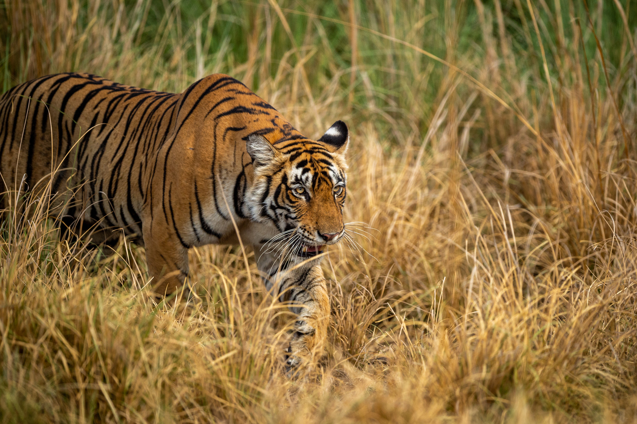 Tiger im Nationalpark